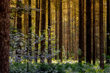 Obraz premium Summer landscape, Trees trunk in forest with warm sunlight in morning, A pine is any conifer in the genus Pinus of the family Pinaceae, Pinus is the sole genus in the subfamily Pinoideae, Netherlands.