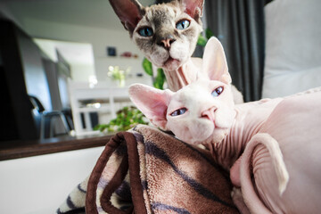 Two Canadian Sphynx cats relaxing on a couch indoors