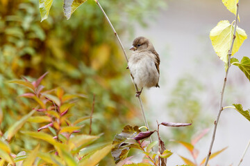 Sparrow perched on a branch