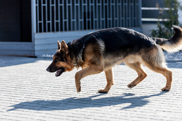 German Shepherd dog trotting outdoors