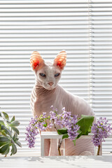 Canadian Sphynx cat sitting among flowers indoors