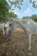 A white horse with gray spots stands in a dusty field. It reflects the tranquility and rural life...