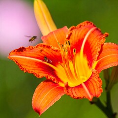 Vibrant orange daylily in bloom with insects nearby