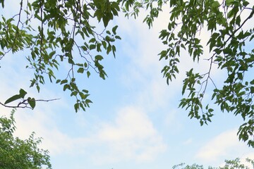 A close-up of leaves and tree branches at the top of the frame. The blue sky with faint clouds occupies the space.