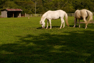 Fototapeta premium Grazing Horses, NC 2025