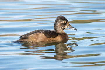 Duck swimming in tranquil waters during a sunny day at a serene lake