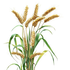 Golden Wheat Stalks with Green Leaves in Bright Light Displaying Natural Agricultural Beauty and Harvest Abundance transparent background