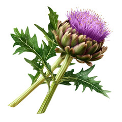 Fototapeta premium Beautifully Detailed Artichoke Flower and Leaves on a White Background for Culinary and Botanical Illustrations transparent background