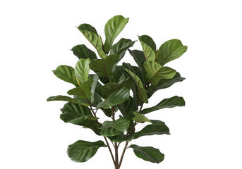 Fototapeta premium Photo of a fiddle leaf fig plant with large green leaves, isolated on transparent background