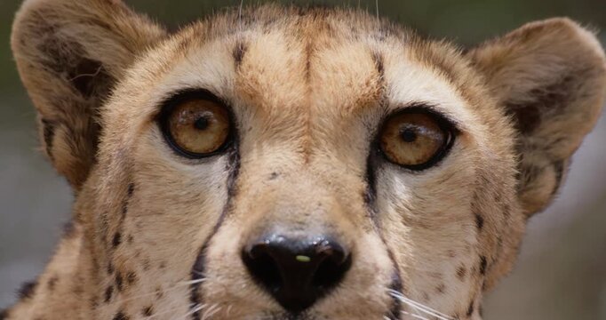 Close up down to up of Cheetah (Acinonyx jubatus) head looking around and staring into the horizon  at daytime in Kenya