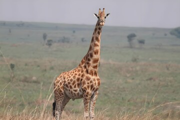 Fototapeta premium giraffe in zoo 