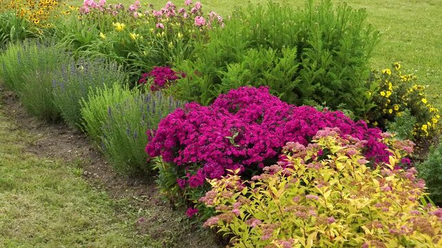 A beautifully landscaped flowerbed curves alongside a neat lawn in a public park. This vibrant perennial border is full of phlox, lilies, and blanket flowers. Panoramic view from close-up to landscape