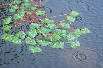 夏の雨降りの池　雨粒に濡れた菱の葉04