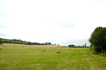 A field of hay bales