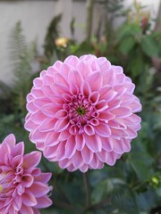 Rosafarbene Dahlie in Nahaufnahme