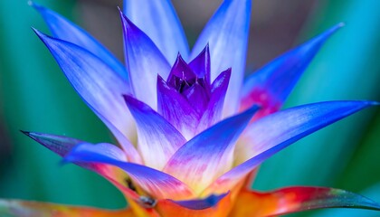 Vivid, close-up of a tropical flower with blue, purple, orange, and red petals