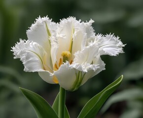 Obraz premium White frilled parrot Tulip, tulipa White Parrot in flower in the wild