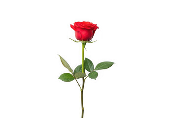 Photo of a single vibrant red rose with green leaves and stem, isolated on transparent background