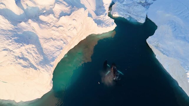 Humpback whales near icebergs from aerial view.
Humpback whale tail dripping water drops in arctic ocean with glaciers. Disko Bay glacier during midnight sun season of polar summer. Greenland