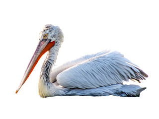 Close-up of a pelican bird isolated on white background, large water bird with long beak and throat pouch, perfect for wildlife, nature, and educational designs.