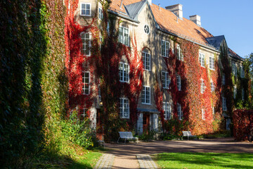 Naklejka premium Vibrant Red Fall Vine Covering Residential Building Wall in Fagerborg Oslo