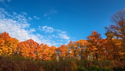 Fototapeta premium autumn forest scene featuring a vibrant blue sky provides an ideal background with ample copy space the autumn forest and its striking colors enhance the beauty of this serene blue sky backdrop