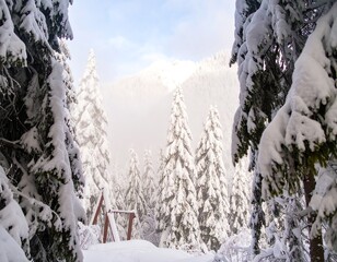 Snow-covered evergreens frame a mountain vista under a partly cloudy sky