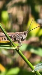 grasshopper on a leaf