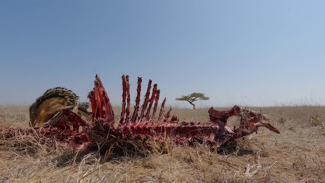 Low wide angle of a pair of Black-backed Jackals (Lupulella mesomelas) fighting near a carcass in dry savannah grassland at midday in Kenya