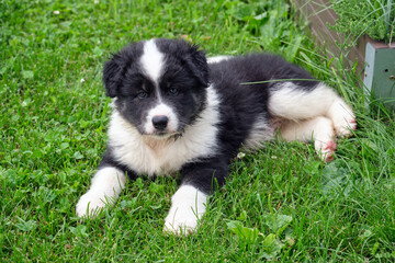 Dog puppy lying on the grass in the garden. A cross between a Bernese Mountain Dog and a Samoyed.