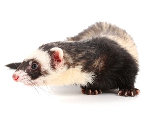 Fototapeta premium A ferret, profile view, on white