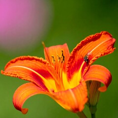 Vibrant orange daylily in bloom with a small insect