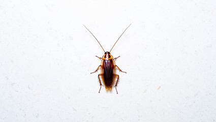 Obraz premium Close up of a cockroach against a plain white background