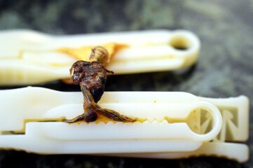 umbilical cord clamp with the dried remains of the child's umbilical stump dried, shrunk and fell, revealing the baby's belly button within 1 to 3 weeks, Sterile Umbilical Cord Clamp for neonates