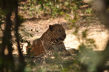 Amazing Leopards in Wilpattu National Park, Sri Lanka 