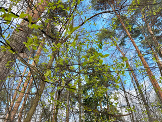 Balashikha, Pekhorka Park in April in sunny weather.
