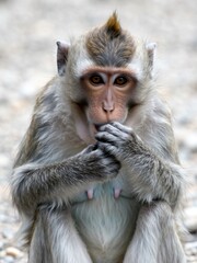 Naklejka premium Playful monkey eating in natural habitat wildlife photography close-up view tropical environment