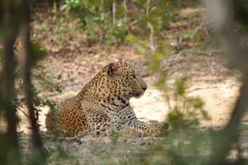 Amazing Leopards in Wilpattu National Park, Sri Lanka 