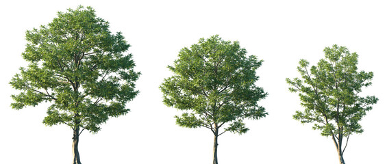 Obraz premium Set of Pterocarya fraxinifolia (commonly known as Caucasian wingnut) frontal set street trees isolated png on a transparent background perfectly cutout