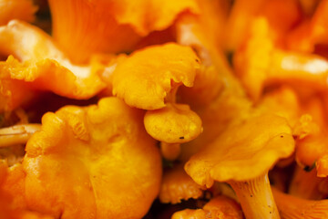 Chanterelle mushrooms macro photo. close-up