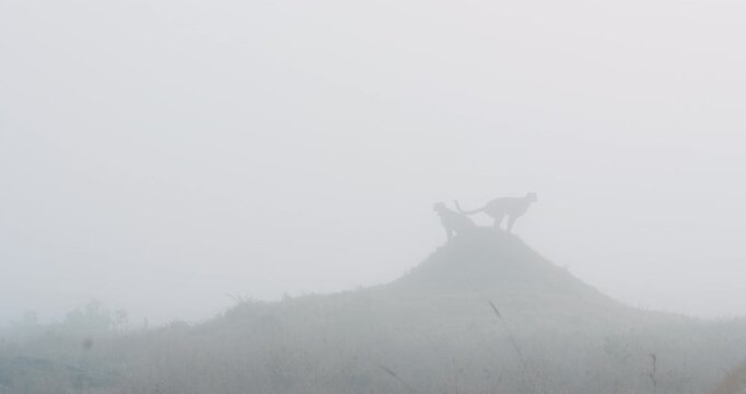 Extreme wide of pair of Cheetah (Acinonyx jubatus) standing atop a termite mound in grass savannah in foggy morning in Kenya