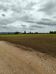 A serene countryside road winds through lush fields