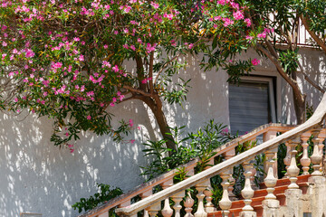 beautiful staircase and flowering tree as decoration of building facade, white walls bright sunlight