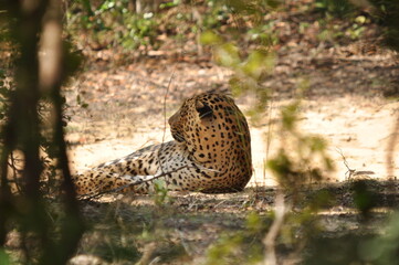 Amazing Leopards in Wilpattu National Park, Sri Lanka 