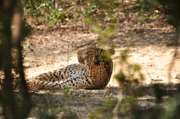 Amazing Leopards in Wilpattu National Park, Sri Lanka 