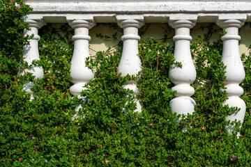 background of white plastered wall slightly weathered and cracked, covered with leaves of climbing...