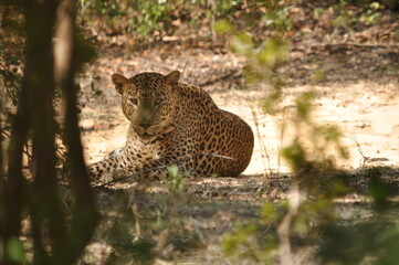 Amazing Leopards in Wilpattu National Park, Sri Lanka 