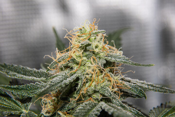 Close-up of a mature cannabis flower covered in trichomes, with orange pistils and resinous...