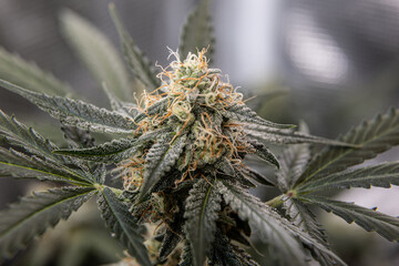Close-up of a mature cannabis flower covered in trichomes, with orange pistils and resinous texture, showing intricate details of the bud.