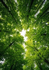 Fototapeta premium Forest canopy with sunlight shining through green leaves